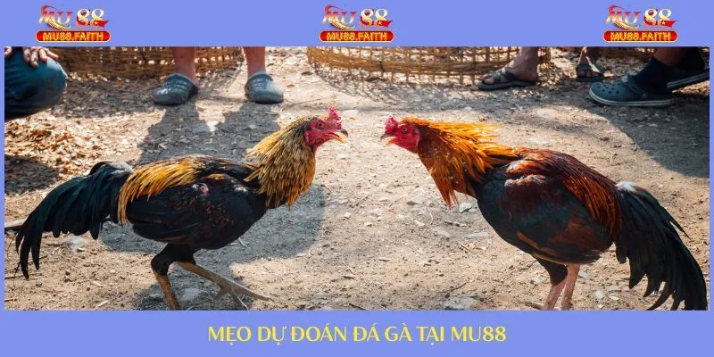 Tips chơi hay từ các cao thủ