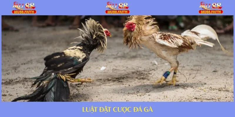 Quy định về cược trong chọi kê